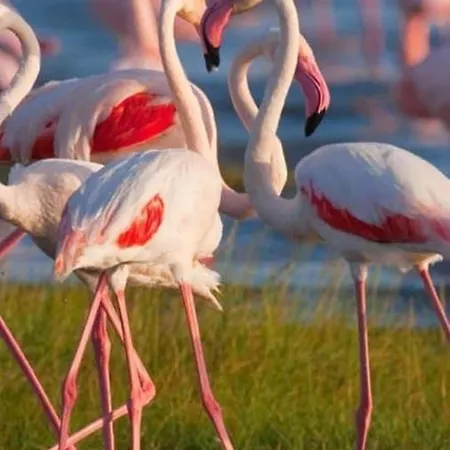 A Casa Dei Fenici * 马尔萨拉